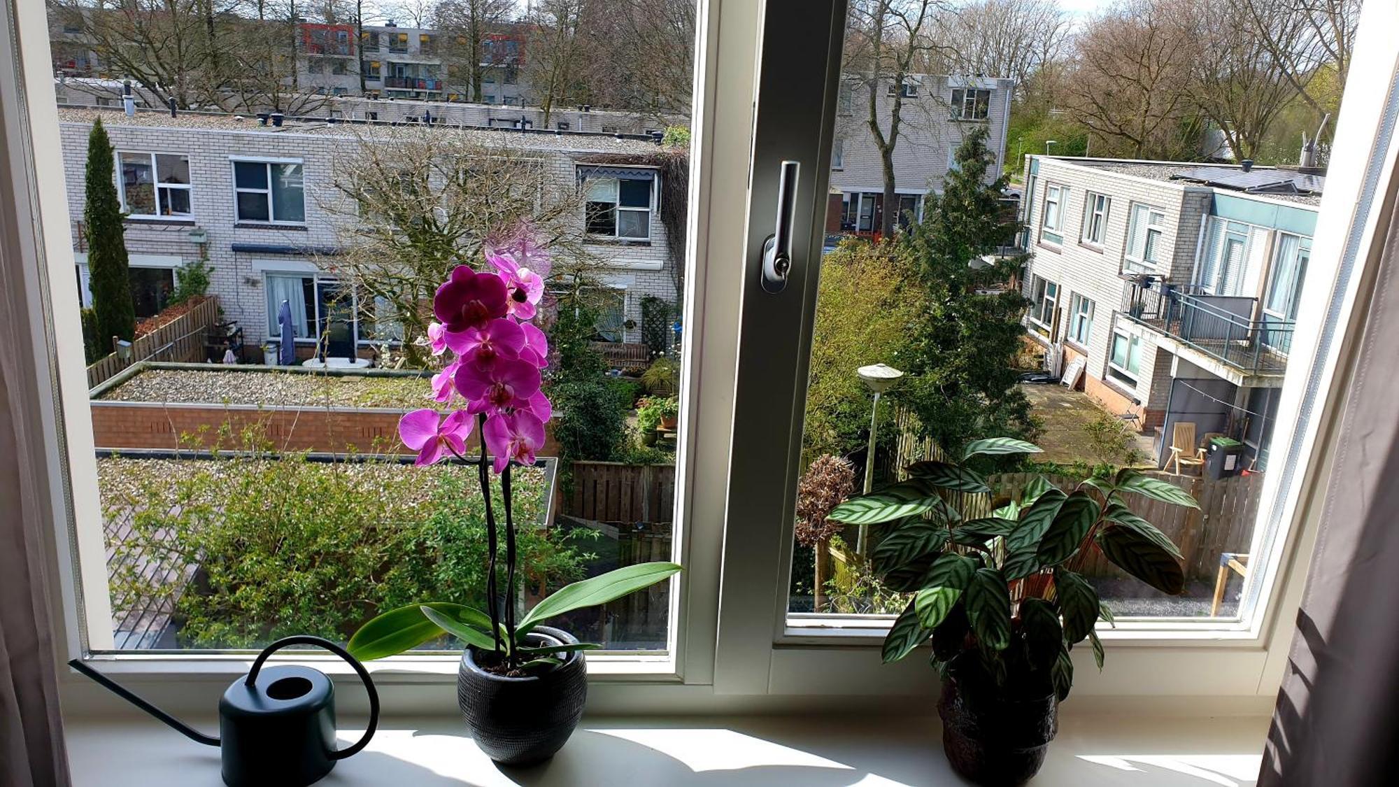 Amor Guesthouse Amszterdam Kültér fotó
